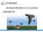 新蘇教版科學(xué)六下6.有趣的食物鏈 教案+課件PPT
