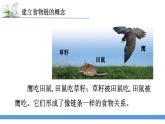 新蘇教版科學(xué)六下6.有趣的食物鏈 教案+課件PPT
