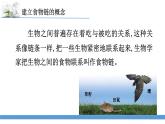 新蘇教版科學(xué)六下6.有趣的食物鏈 教案+課件PPT