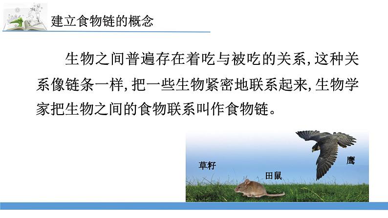 新苏教版科学六下6.有趣的食物链 课件第4页