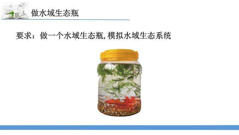 新苏教版科学六下7.做个生态瓶 课件第3页