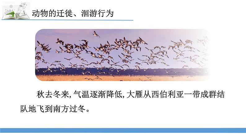 新苏教版科学六下8.适应生存的本领 教案+课件PPT05