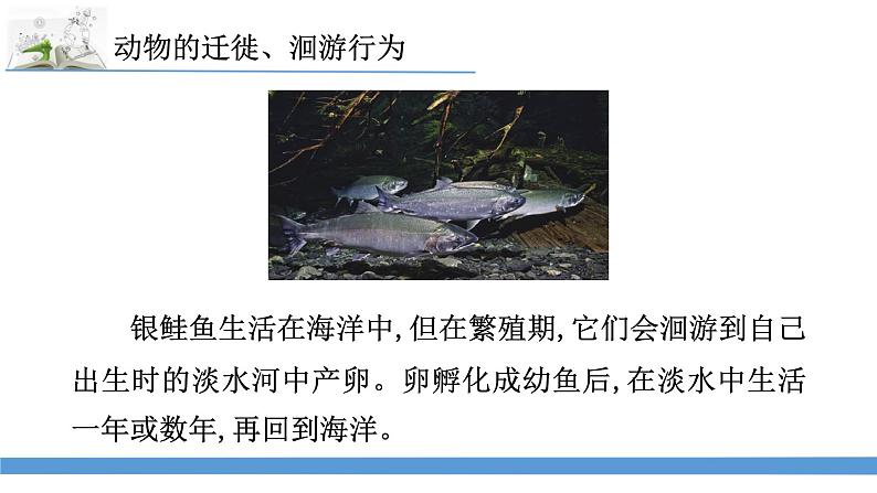 新苏教版科学六下8.适应生存的本领 教案+课件PPT06