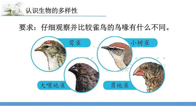 新苏教版科学六下15.多样的生物 教案+课件PPT04