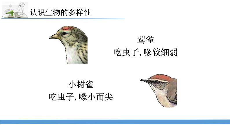 新苏教版科学六下15.多样的生物 教案+课件PPT06