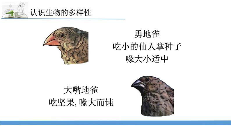 新苏教版科学六下15.多样的生物 教案+课件PPT07