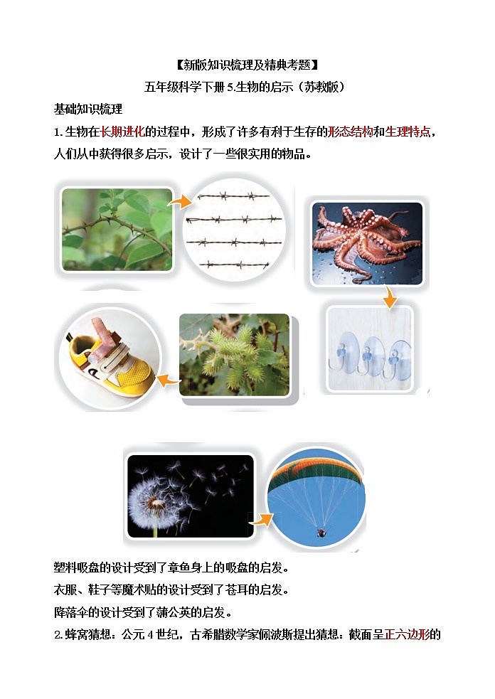 新苏教版科学五下5.生物的启示【知识梳理+精典考题】第1页