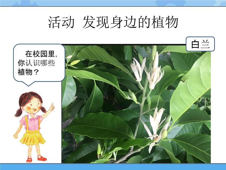 校园里的植物 课件第6页