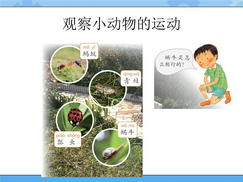 13 观察小动物 课件+教案04
