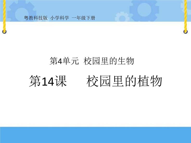 14 校园里的植物 课件+教案01