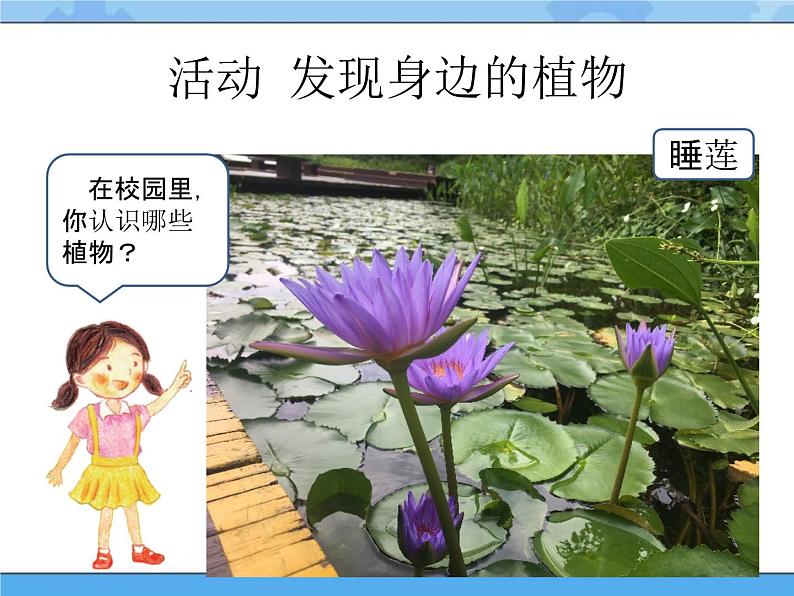 14 校园里的植物 课件+教案04