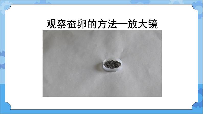 新人教鄂教版四年级下册2.5《蚕出生了》PPT课件+教学设计06
