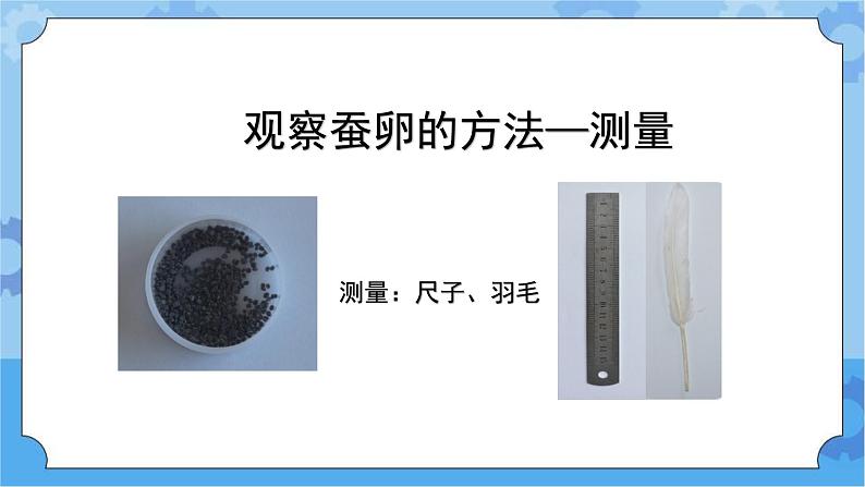 新人教鄂教版四年级下册2.5《蚕出生了》PPT课件+教学设计07