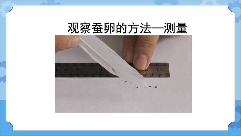 新人教鄂教版四年级下册2.5《蚕出生了》PPT课件+教学设计08