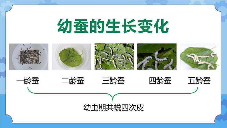 新人教鄂教版四年级下册2.7《蚕的生长变化》PPT课件+教案02