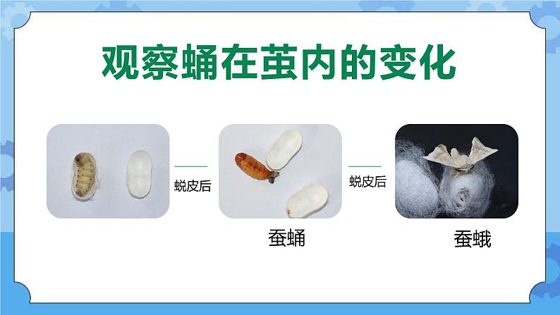 新人教鄂教版四年级下册2.7《蚕的生长变化》PPT课件+教案03