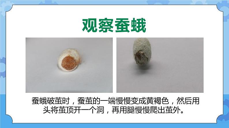 新人教鄂教版四年级下册2.7《蚕的生长变化》PPT课件+教案04
