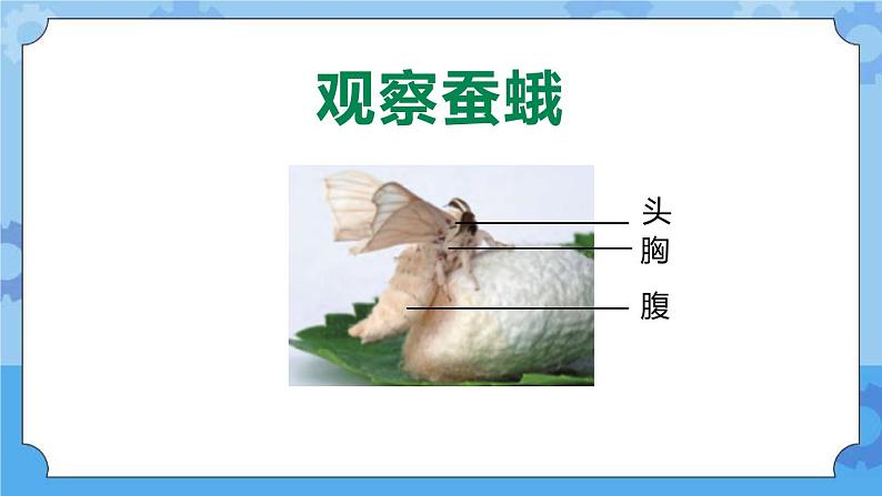 新人教鄂教版四年级下册2.7《蚕的生长变化》PPT课件+教案05
