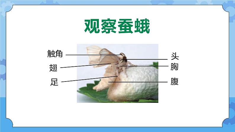 新人教鄂教版四年级下册2.7《蚕的生长变化》PPT课件+教案06