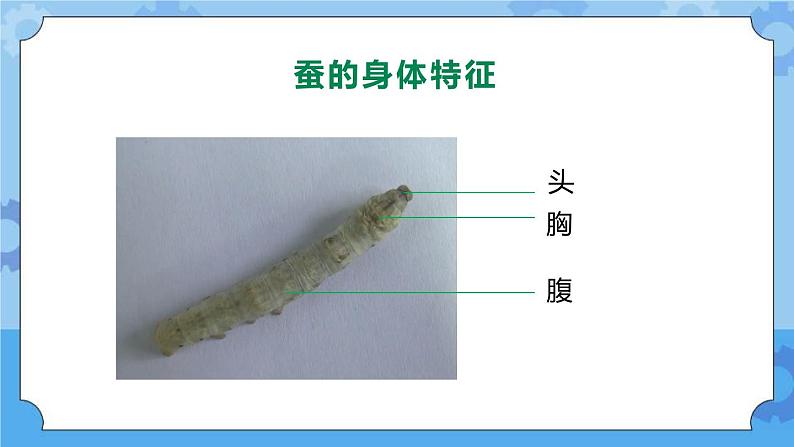 新人教鄂教版四年级下册2.7《蚕的生长变化》PPT课件+教案02