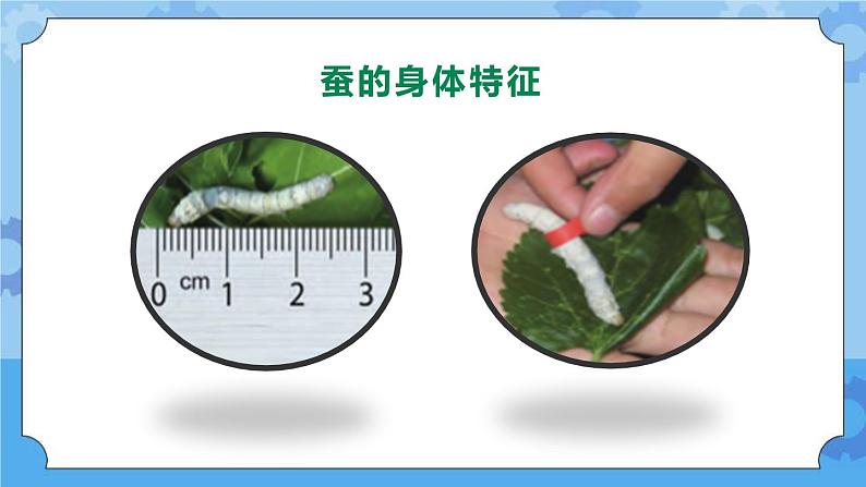 新人教鄂教版四年级下册2.7《蚕的生长变化》PPT课件+教案04