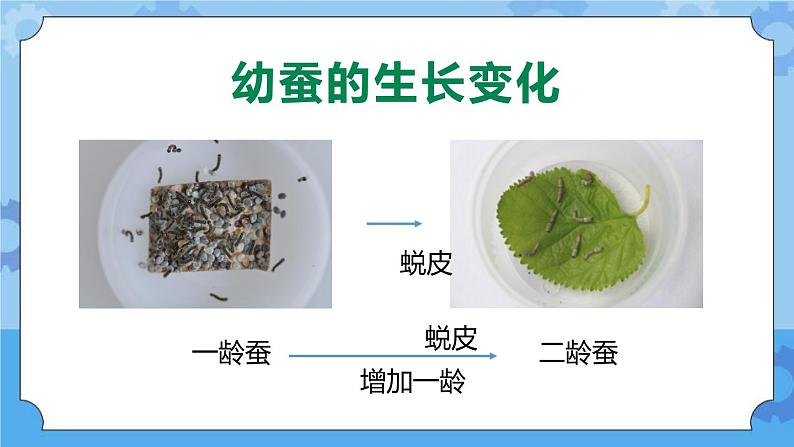 新人教鄂教版四年级下册2.7《蚕的生长变化》PPT课件+教案06