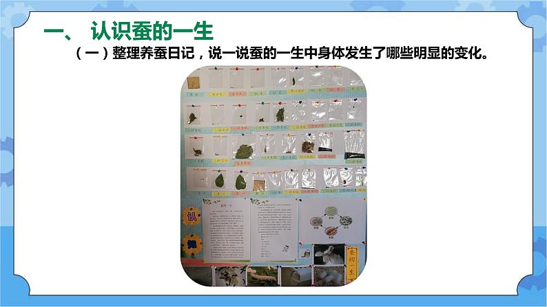 新人教鄂教版四年级下册2.8《蚕的一生》PPT课件+教案06