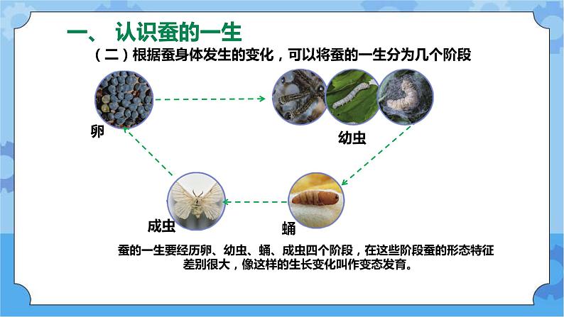 新人教鄂教版四年级下册2.8《蚕的一生》PPT课件+教案07