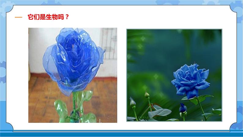 鄂教人教版四年级科学下册 9 生物与非生物 课件PPT+教案+视频03