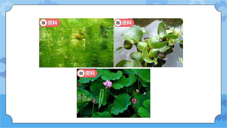 鄂教人教版四年级科学下册 10 不同环境中的植物 课件PPT+教案+内嵌视频08