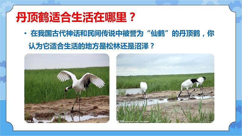 鄂教人教版四年级科学下册 11不同环境中的动物 课件PPT+教案+视频素材06