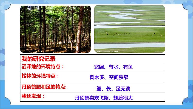 鄂教人教版四年级科学下册 11不同环境中的动物 课件PPT+教案+视频素材07