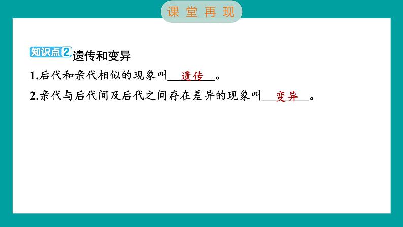 2.3 形形色色的植物（习题课件+知识点梳理）教科版六年级科学下册03