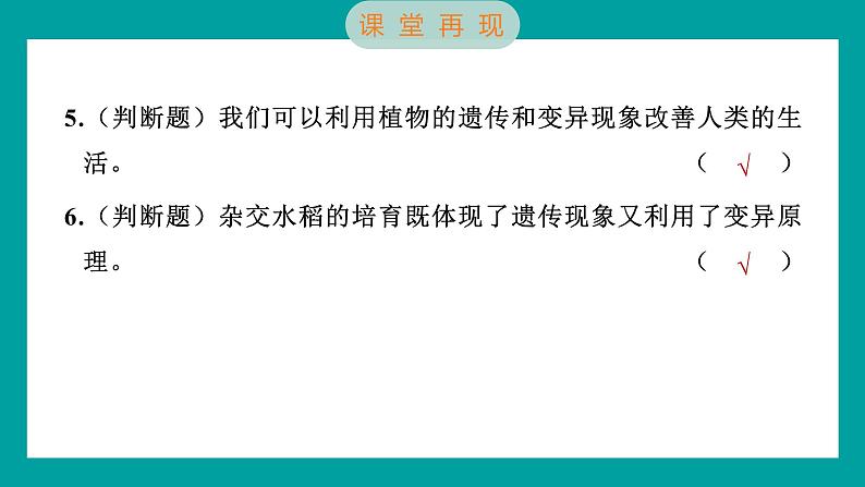 2.3 形形色色的植物（习题课件+知识点梳理）教科版六年级科学下册08