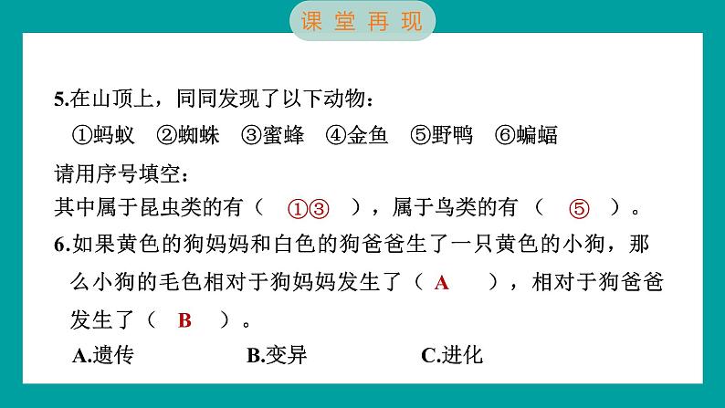 2.4 多种多样的动物（习题课件+知识点梳理）教科版六年级科学下册08