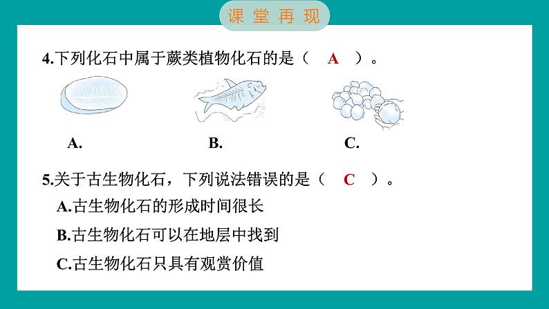 2.6 古代生物的多样性（习题课件+知识点梳理）教科版六年级科学下册07