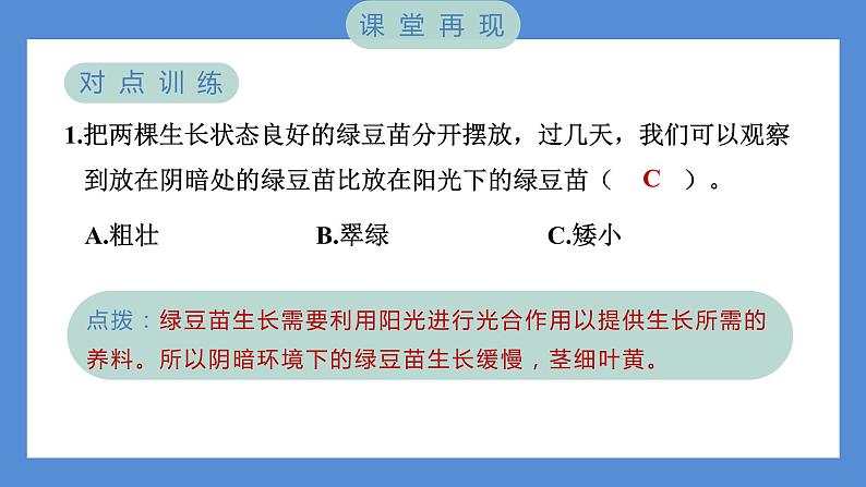 1.3 绿豆苗的生长——（习题课件+知识点梳理）教科版五年级科学下册04