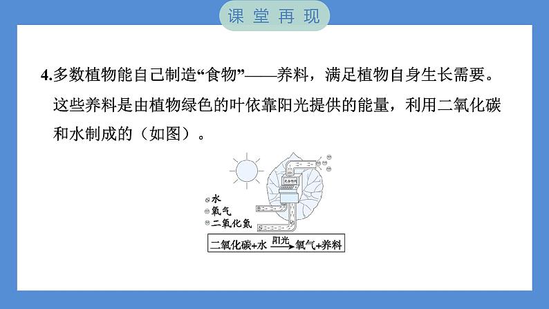 1.3 绿豆苗的生长——（习题课件+知识点梳理）教科版五年级科学下册06