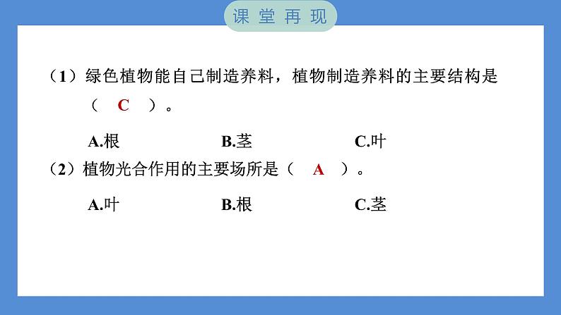 1.3 绿豆苗的生长——（习题课件+知识点梳理）教科版五年级科学下册07