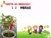 教科四下册科学1－2种植凤仙花课件PPT