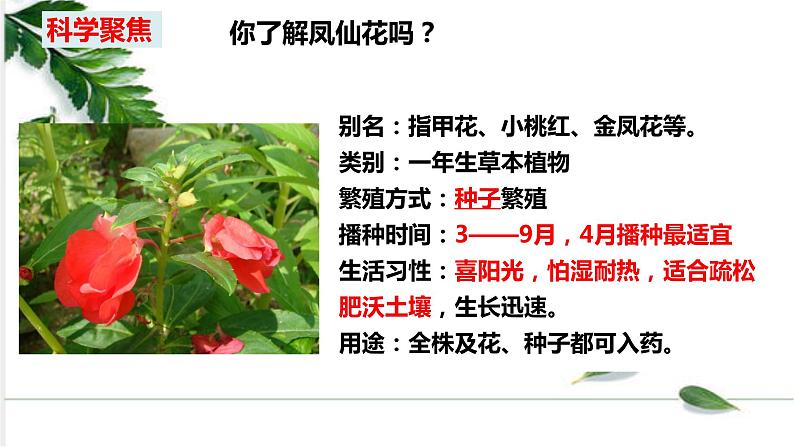 教科四下册科学1－2种植凤仙花课件PPT02