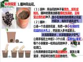 教科四下册科学1－2种植凤仙花课件PPT