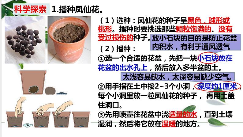 教科四下册科学1－2种植凤仙花课件PPT03