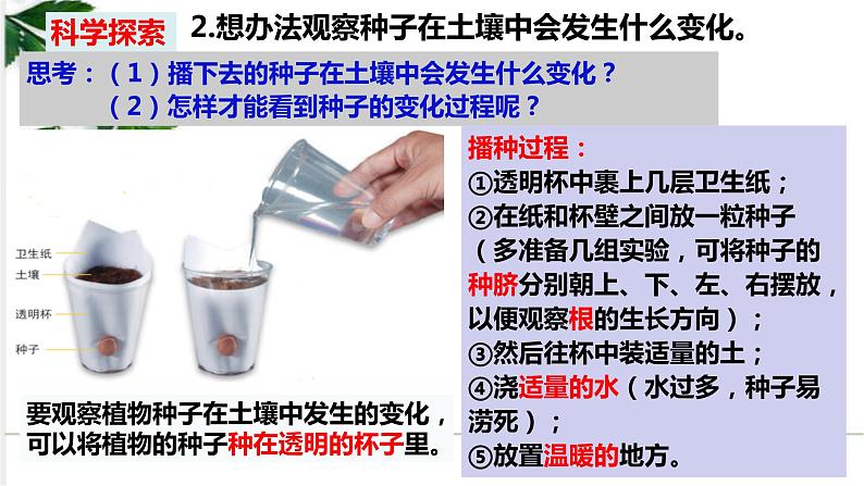 教科四下册科学1－2种植凤仙花课件PPT04