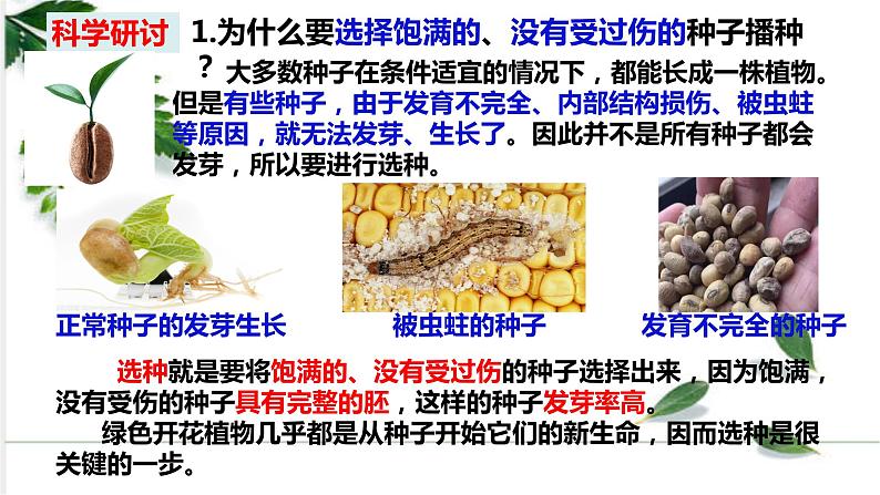 教科四下册科学1－2种植凤仙花课件PPT06