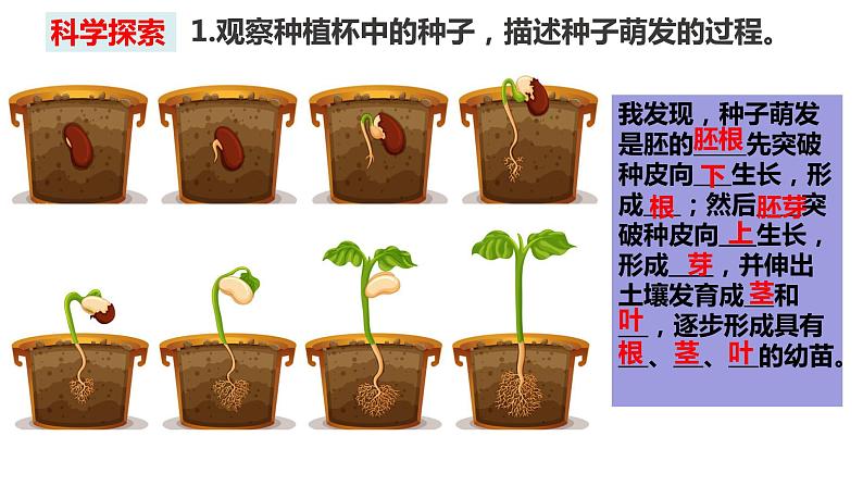 教科版四年级下册科学1－3种子长出了根课件PPT03