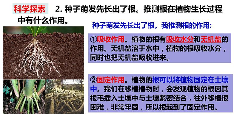 教科版四年级下册科学1－3种子长出了根课件PPT05