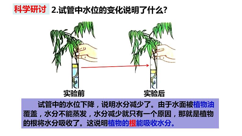 教科版四年级下册科学1－3种子长出了根课件PPT08