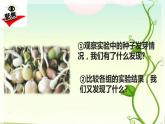 2 比较种子发芽实验 课件