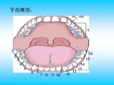 [教科版]四年级上册科学2.7食物在口腔里的变化(课件)